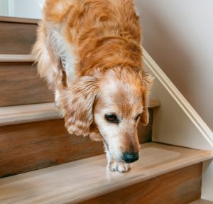 A golden retriever walking down wooden stairs with the Steady Paws Anti-Slip Stair Treads visible on each step to give the dog extra traction & safety while walking down the stairs