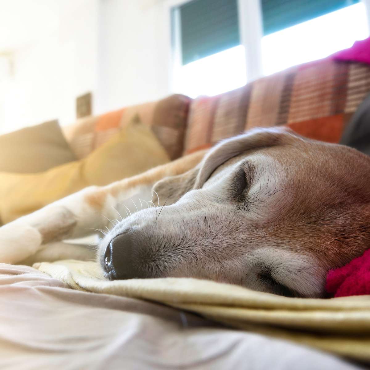 A senior dog sleeping